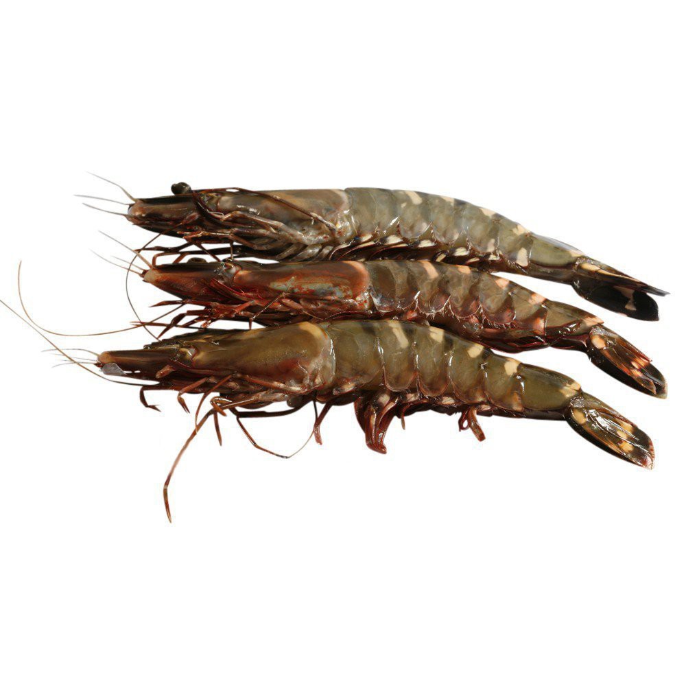 I Sea Black Tiger Shrimp 16/20 600g